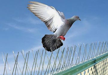 Birds Control Services in Bahrain